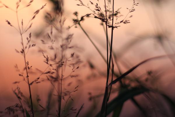 Nature thumbnail